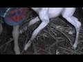 Clear Water Creek Stables New Foal!! Clear Water Creek Stables New Foal!!