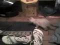 videos de filhotes 1