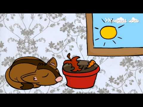 how to care for a sugar glider