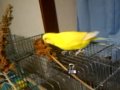Budgie, Happy birthday Leo , 10 years old (6) - YouTube