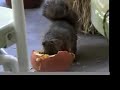 Halloween Squirrel Eats a Pumpkin Halloween Squirrel Eats a Pumpkin