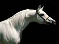 Horses- Keep Holding On