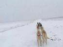 Dogs of Fury Dogs of Fury