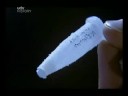Clovis Points (Solutreans France) Pt2