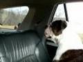 Orson Hears a Herd