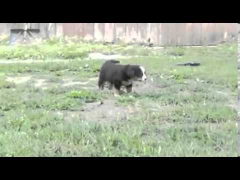 Toledo Ohio Puppies girl #4 (only 2 girls left)