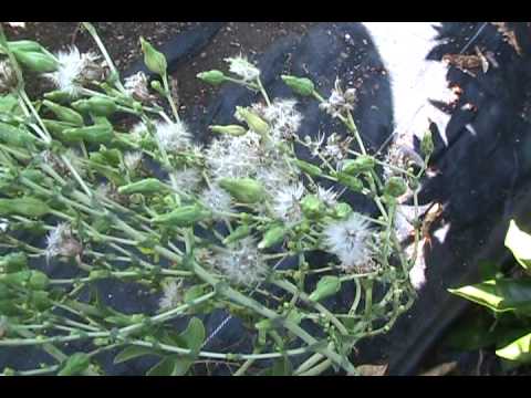 how to harvest ageratum seeds