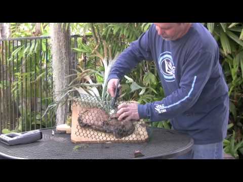 how to transplant a fern