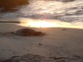 Sunbathing Monk seal. - YouTube