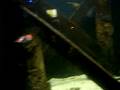 videos de Fish Races Part 1