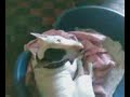 english bull terrier bodger (funny at the end)
