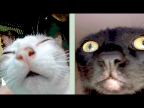 BEST CAT MEMES COMPILATION OF 2020 PART 36 (FUNNY CATS)
