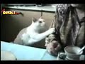 VIDEOS DE GATOS CHISTOSOS