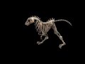Spore - Skull Tyrannosaurus Rex