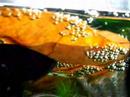 BETTA (PLAKAT copulation; mating.)の交尾 NO.2 BETTA (PLAKAT copulation; mating.)の交尾 NO.2
