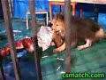Lion attack Man WARNING: GRAPHIC CONTENT