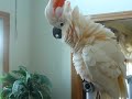 Crazy Talking Cockatoo Calling the Dog...Bird