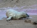 Seal Birth at Donna Nook