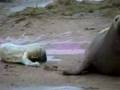 Seal Birth at Donna Nook