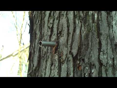 how to harvest maple syrup