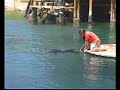 Dolphin Reef Eilat_V1.1