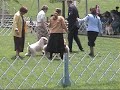 St Louis Wheaten Terrier Specialty 08