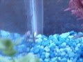fish purchase epic fail
