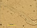 Cytoplasmic Streaming in Pollen Tube Cytoplasmic Streaming in Pollen Tube