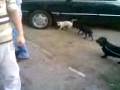 Bow-wow-wow-cainii-m