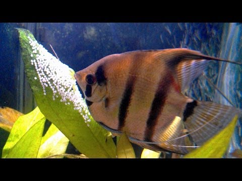 how to fertilize amazon sword