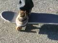 videos de trick tip: nollie bigspin