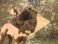kundelki .wmv