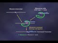 RNA as an Enzyme (6-6)