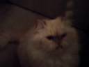 my cat playing
