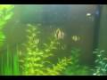 videos de Tiger barbs