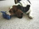 super-slow-motion Basset hound super-slow-motion Basset hound