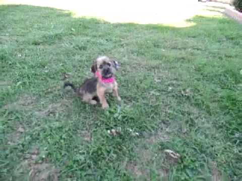 Lacey...Shffon Cutie Pie!!!