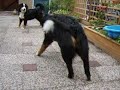 Dajo en Daisy