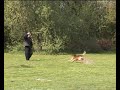 Politiehond