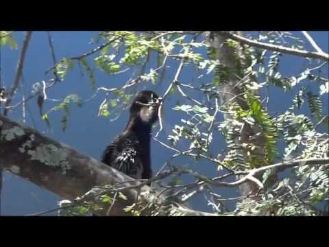 Wild Life in Everglades National Park, Florida