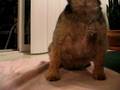 Another video of Jack wiping his feet