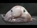 blobfish