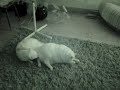 cats licking ass