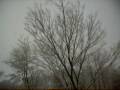 Snow falling 2