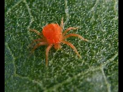 how to eliminate mites