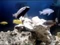 Feeding time in my Malawi Tank