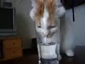 This kitty is very thirsty. See what she do about that