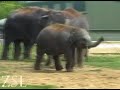 http://www.zsl.org  elephant baby at zsl whipsnade zoo - she's an asian elephant who's 4 months old.