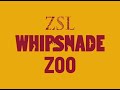 http://www.zsl.org  elephant baby at zsl whipsnade zoo - she's an asian elephant who's 4 months old.