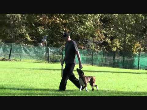 how to train boxer dog